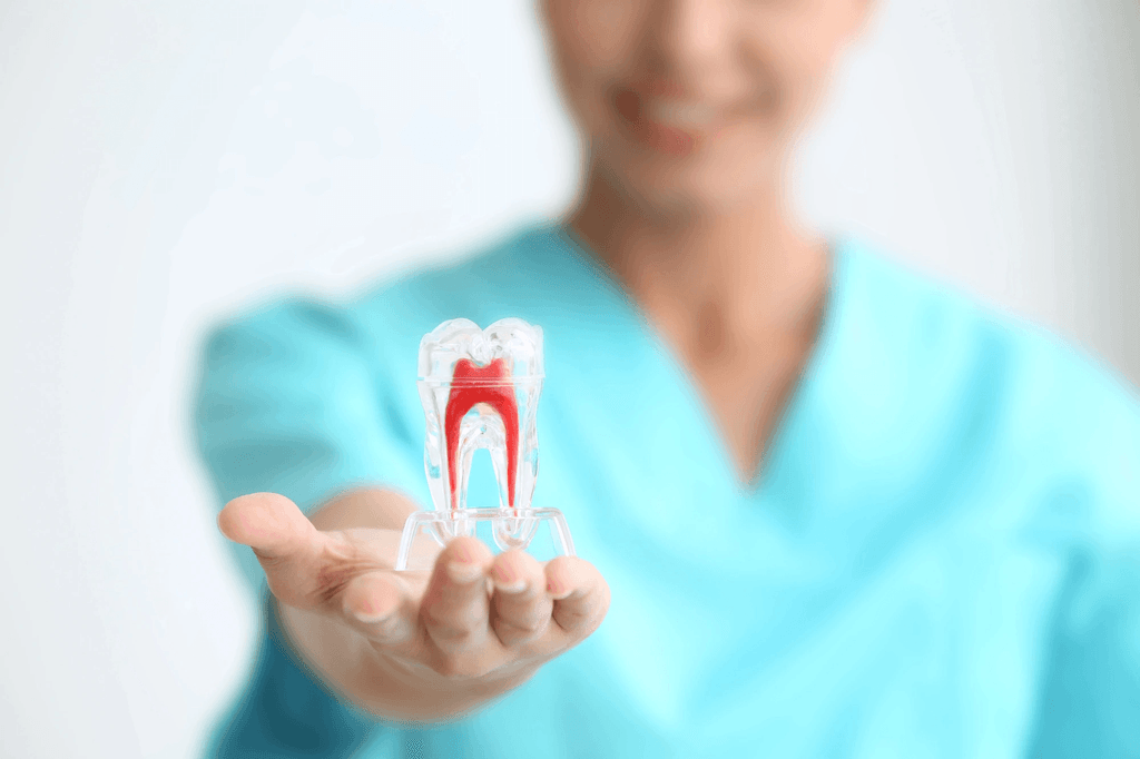 dentist in Cincinnati, OH holding tooth model